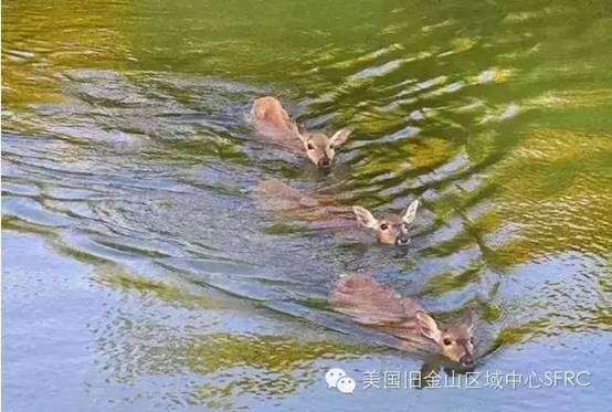 美国最美的海滨公路--加州一号公路(California