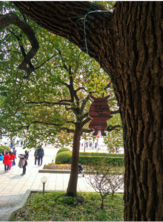 驴妈妈带宝宝认养树木过植树节 世纪公园人气